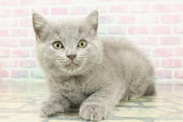 東京都のシャルトリュー (Coo&RIKU武蔵小山店/2025年12月28日生まれ/女の子/ブルー)の子猫の2枚目の画像