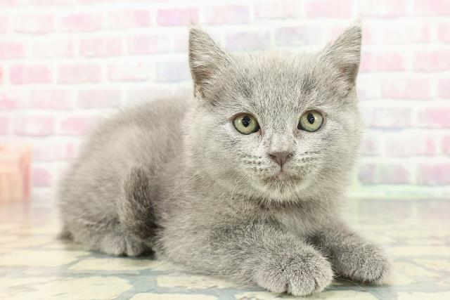 東京都のシャルトリュー (Coo&RIKU武蔵小山店/2025年12月28日生まれ/女の子/ブルー)の子猫の3枚目の画像