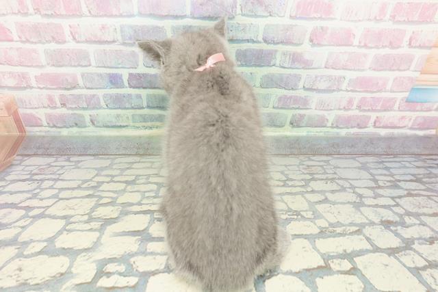 東京都のシャルトリュー (Coo&RIKU武蔵小山店/2025年12月28日生まれ/女の子/ブルー)の子猫の4枚目の画像