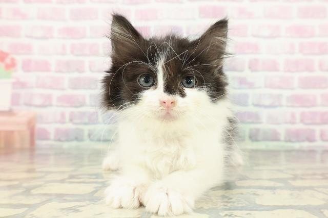 埼玉県のノルウェージャンフォレストキャット (Coo&RIKU草加バイパス店/2025年12月23日生まれ/男の子/ブラックホワイト)の子猫の1枚目の画像