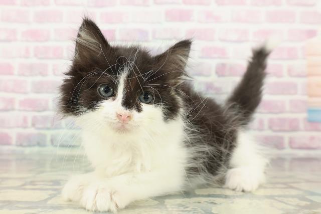 埼玉県のノルウェージャンフォレストキャット (Coo&RIKU草加バイパス店/2025年12月23日生まれ/男の子/ブラックホワイト)の子猫の2枚目の画像