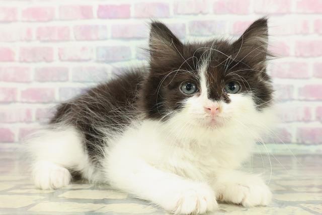 埼玉県のノルウェージャンフォレストキャット (Coo&RIKU草加バイパス店/2025年12月23日生まれ/男の子/ブラックホワイト)の子猫の3枚目の画像