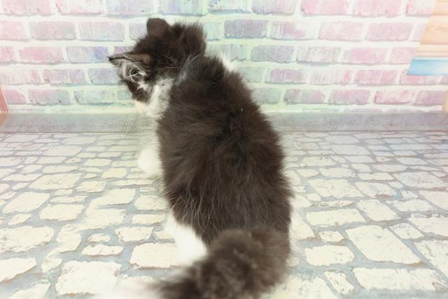 埼玉県のノルウェージャンフォレストキャット (Coo&RIKU草加バイパス店/2025年12月23日生まれ/男の子/ブラックホワイト)の子猫の4枚目の画像