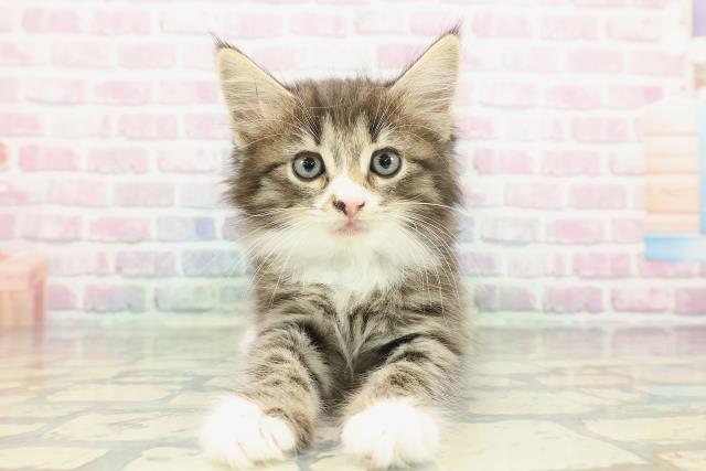 神奈川県のノルウェージャンフォレストキャット (Coo&RIKU長津田店/2025年12月27日生まれ/男の子/ブラウンタビーホワイト)の子猫の1枚目の画像