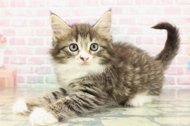 神奈川県のノルウェージャンフォレストキャット (Coo&RIKU長津田店/2025年12月27日生まれ/男の子/ブラウンタビーホワイト)の子猫の2枚目の画像