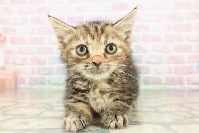 埼玉県のスコティッシュフォールド (Coo&RIKUアニマルケアセンター大宮/2025年12月15日生まれ/女の子/ブラウンパッチドタビー)の子猫の1枚目の画像