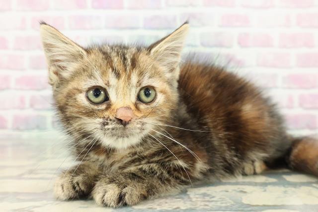 埼玉県のスコティッシュフォールド (Coo&RIKUアニマルケアセンター大宮/2025年12月15日生まれ/女の子/ブラウンパッチドタビー)の子猫の2枚目の画像