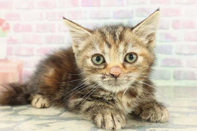 埼玉県のスコティッシュフォールド (Coo&RIKUアニマルケアセンター大宮/2025年12月15日生まれ/女の子/ブラウンパッチドタビー)の子猫の3枚目の画像