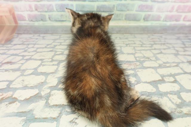 埼玉県のスコティッシュフォールド (Coo&RIKUアニマルケアセンター大宮/2025年12月15日生まれ/女の子/ブラウンパッチドタビー)の子猫の4枚目の画像