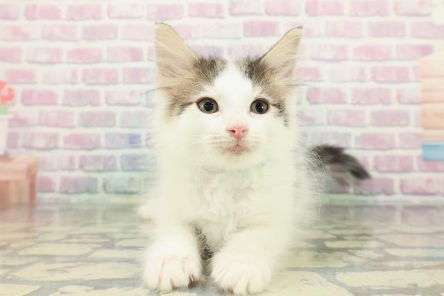 北海道のノルウェージャンフォレストキャット (Coo&RIKU岩見沢店/2025年12月23日生まれ/男の子/ブラウンタビーホワイト)の子猫の1枚目の画像