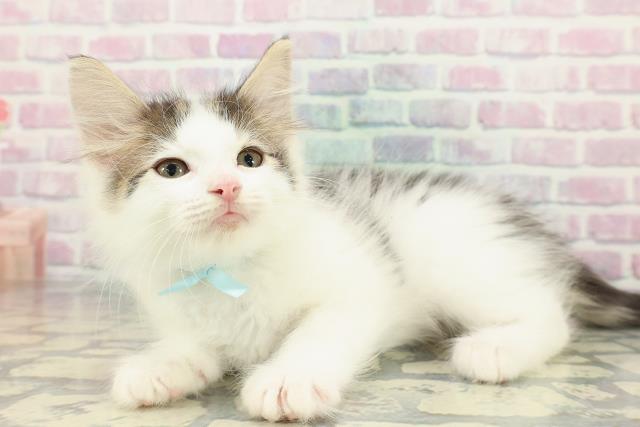 北海道のノルウェージャンフォレストキャット (Coo&RIKU岩見沢店/2025年12月23日生まれ/男の子/ブラウンタビーホワイト)の子猫の2枚目の画像