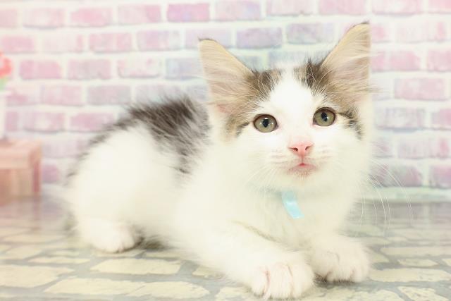 北海道のノルウェージャンフォレストキャット (Coo&RIKU岩見沢店/2025年12月23日生まれ/男の子/ブラウンタビーホワイト)の子猫の3枚目の画像