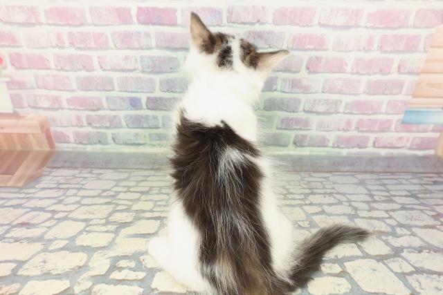 北海道のノルウェージャンフォレストキャット (Coo&RIKU岩見沢店/2025年12月23日生まれ/男の子/ブラウンタビーホワイト)の子猫の4枚目の画像