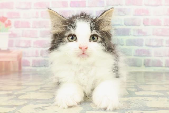 2025年12月22日生まれのノルウェージャンフォレストキャット