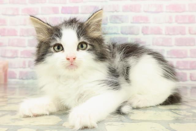 北海道のノルウェージャンフォレストキャット (Coo&RIKU札幌西店/2025年12月22日生まれ/男の子/ブラウンタビーホワイト)の子猫の2枚目の画像