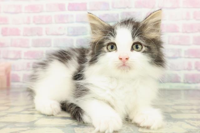 北海道のノルウェージャンフォレストキャット (Coo&RIKU札幌西店/2025年12月22日生まれ/男の子/ブラウンタビーホワイト)の子猫の3枚目の画像