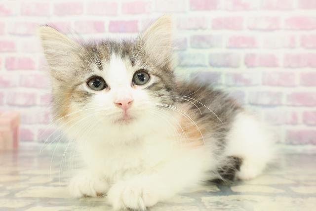 北海道のノルウェージャンフォレストキャット (Coo&RIKU苫小牧店/2025年12月23日生まれ/女の子/ブラウンパッチドタビーホワイト)の子猫の2枚目の画像