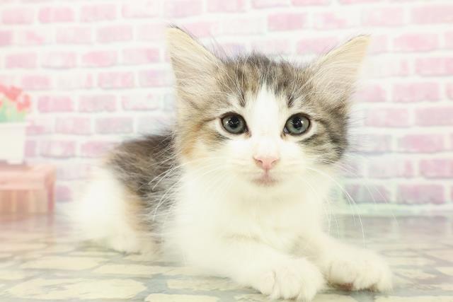 北海道のノルウェージャンフォレストキャット (Coo&RIKU苫小牧店/2025年12月23日生まれ/女の子/ブラウンパッチドタビーホワイト)の子猫の3枚目の画像