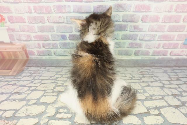 北海道のノルウェージャンフォレストキャット (Coo&RIKU苫小牧店/2025年12月23日生まれ/女の子/ブラウンパッチドタビーホワイト)の子猫の4枚目の画像