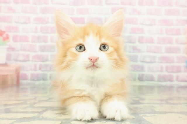 北海道のノルウェージャンフォレストキャット (Coo&RIKU函館店/2025年12月27日生まれ/男の子/レッドタビーホワイト)の子猫の1枚目の画像