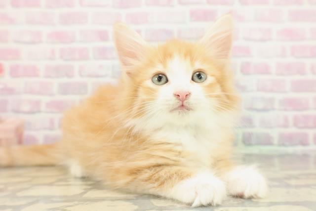 北海道のノルウェージャンフォレストキャット (Coo&RIKU函館店/2025年12月27日生まれ/男の子/レッドタビーホワイト)の子猫の3枚目の画像