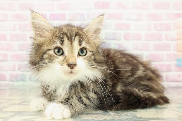 東京都のノルウェージャンフォレストキャット (Coo&RIKU高円寺店/2025年12月27日生まれ/男の子/ブラウンタビーホワイト)の子猫の2枚目の画像