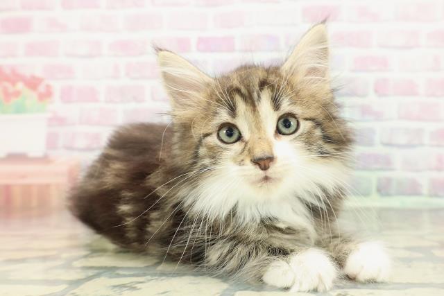 東京都のノルウェージャンフォレストキャット (Coo&RIKU高円寺店/2025年12月27日生まれ/男の子/ブラウンタビーホワイト)の子猫の3枚目の画像