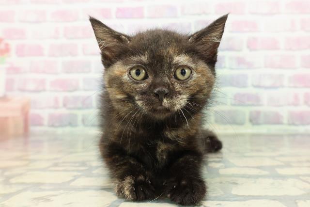 神奈川県のマンチカン (Coo&RIKU長津田店/2025年12月28日生まれ/女の子/トーティー)の子猫の1枚目の画像