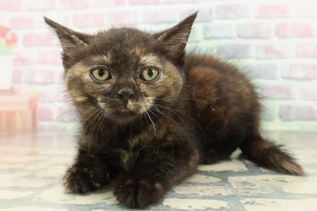 神奈川県のマンチカン (Coo&RIKU長津田店/2025年12月28日生まれ/女の子/トーティー)の子猫の2枚目の画像