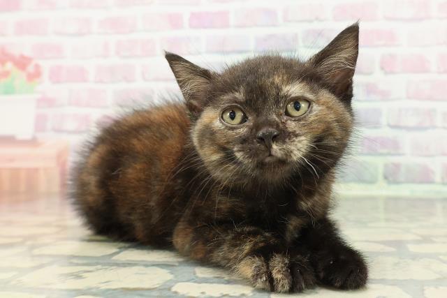 神奈川県のマンチカン (Coo&RIKU長津田店/2025年12月28日生まれ/女の子/トーティー)の子猫の3枚目の画像