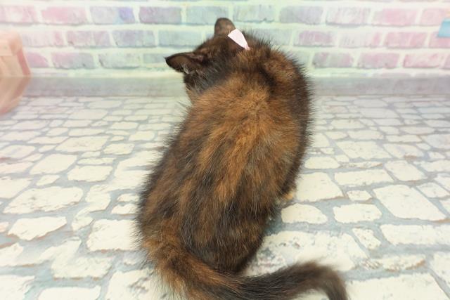 神奈川県のマンチカン (Coo&RIKU長津田店/2025年12月28日生まれ/女の子/トーティー)の子猫の4枚目の画像