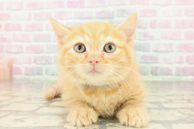 沖縄県のマンチカン (Coo&RIKUイオン北谷店/2025年12月28日生まれ/男の子/レッドタビー)の子猫の1枚目の画像