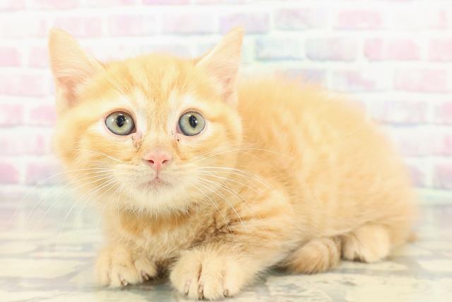 沖縄県のマンチカン (Coo&RIKUイオン北谷店/2025年12月28日生まれ/男の子/レッドタビー)の子猫の2枚目の画像