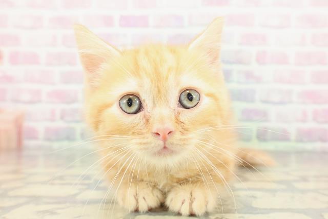 山梨県のマンチカン (Coo&RIKU甲府昭和通り店/2025年12月28日生まれ/男の子/レッドタビー)の子猫の1枚目の画像