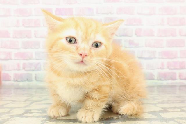 山梨県のマンチカン (Coo&RIKU甲府昭和通り店/2025年12月28日生まれ/男の子/レッドタビー)の子猫の2枚目の画像