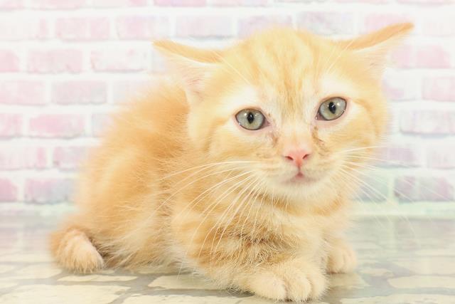 山梨県のマンチカン (Coo&RIKU甲府昭和通り店/2025年12月28日生まれ/男の子/レッドタビー)の子猫の3枚目の画像