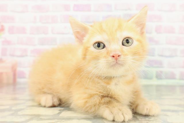 東京都のマンチカン (Coo&RIKU八王子西店/2025年12月28日生まれ/男の子/レッドタビー)の子猫の3枚目の画像