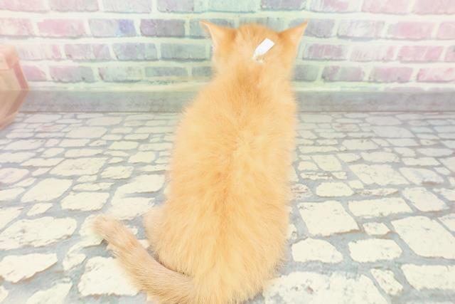 東京都のマンチカン (Coo&RIKU八王子西店/2025年12月28日生まれ/男の子/レッドタビー)の子猫の4枚目の画像