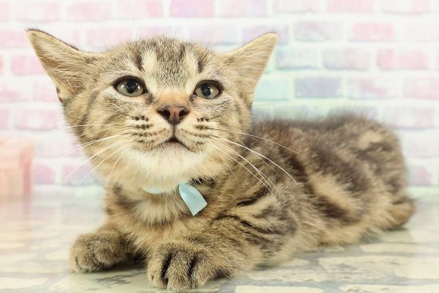 福井県のマンチカン (Coo&RIKU福井店/2025年12月3日生まれ/男の子/ブラウンタビー)の子猫の2枚目の画像