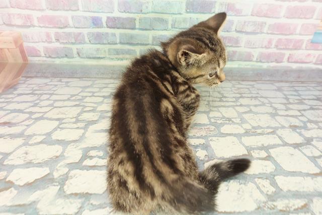 福井県のマンチカン (Coo&RIKU福井店/2025年12月3日生まれ/男の子/ブラウンタビー)の子猫の4枚目の画像