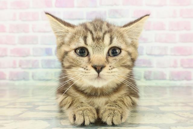 神奈川県のマンチカン (Coo&RIKU横浜青葉店/2025年12月3日生まれ/女の子/ブラウンタビー)の子猫の1枚目の画像