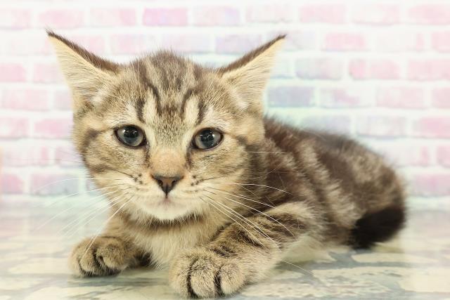 神奈川県のマンチカン (Coo&RIKU横浜青葉店/2025年12月3日生まれ/女の子/ブラウンタビー)の子猫の2枚目の画像