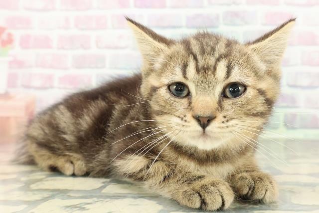 神奈川県のマンチカン (Coo&RIKU横浜青葉店/2025年12月3日生まれ/女の子/ブラウンタビー)の子猫の3枚目の画像