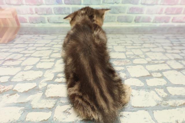 神奈川県のマンチカン (Coo&RIKU横浜青葉店/2025年12月3日生まれ/女の子/ブラウンタビー)の子猫の4枚目の画像