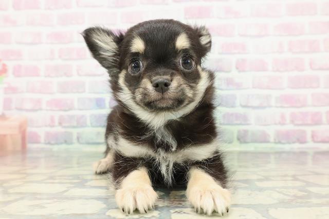 茨城県のチワワ(ロング) (Coo&RIKUMEGAドン・キホーテ勝田店/2025年12月22日生まれ/男の子/ブラックタン)の子犬の1枚目の画像