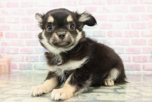 茨城県のチワワ(ロング) (Coo&RIKUMEGAドン・キホーテ勝田店/2025年12月22日生まれ/男の子/ブラックタン)の子犬の2枚目の画像