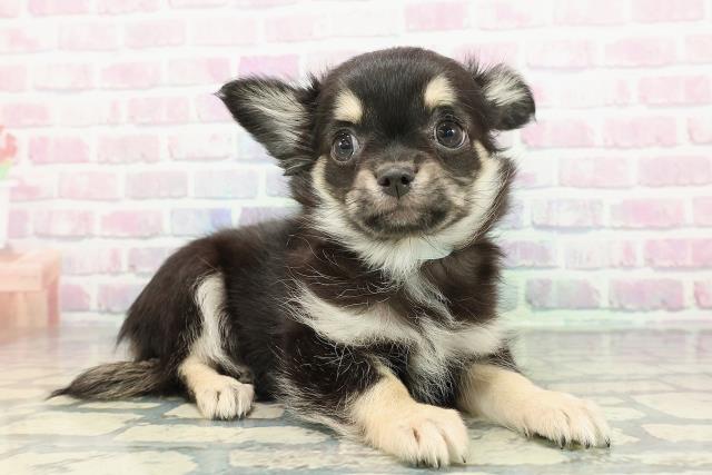 茨城県のチワワ(ロング) (Coo&RIKUMEGAドン・キホーテ勝田店/2025年12月22日生まれ/男の子/ブラックタン)の子犬の3枚目の画像