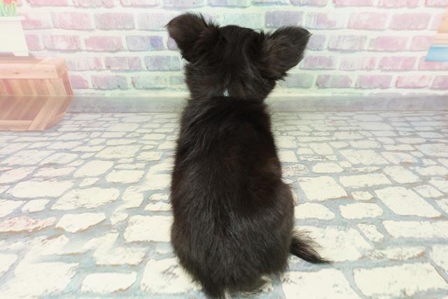 茨城県のチワワ(ロング) (Coo&RIKUMEGAドン・キホーテ勝田店/2025年12月22日生まれ/男の子/ブラックタン)の子犬の4枚目の画像