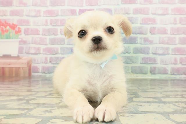 埼玉県のチワワ(ロング) (Coo&RIKU岩槻店/2025年12月22日生まれ/男の子/クリームホワイト)の子犬の1枚目の画像