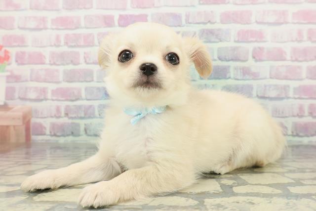 埼玉県のチワワ(ロング) (Coo&RIKU岩槻店/2025年12月22日生まれ/男の子/クリームホワイト)の子犬の2枚目の画像